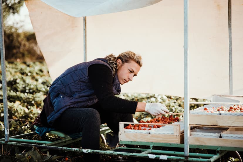 Frau bei der Erdbeerernte auf dem Feld