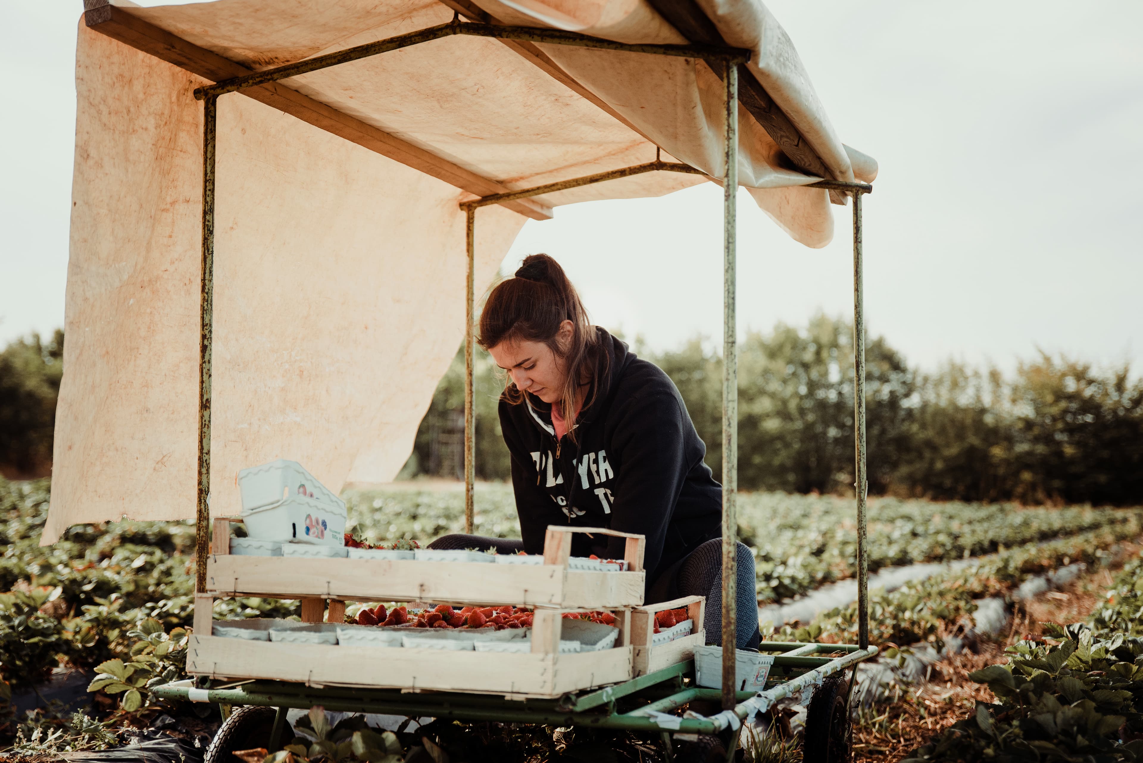 Frau erntet Erdbeeren auf dem Ackerfeld